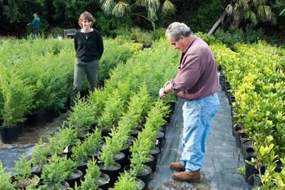 Juniperus bermudiana growing in the Save our Open Spaces plant nursery