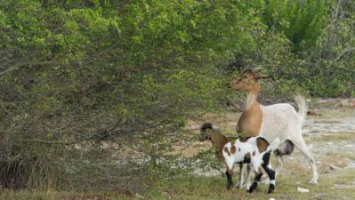 FERAL_GOATS_BROWSING.JPG