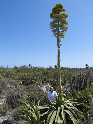 Kew staff examining a flowering specimen of Agave caymanensis