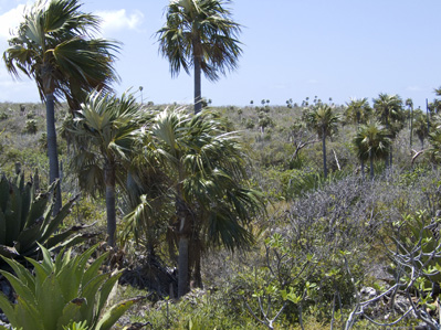 Dry thicket vegetation on Little Cayman with the endemic palm, Coccothrinax proctorii