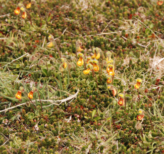 The Falkland Islands endemic Lady's Slipper, Calceolaria fothergillii