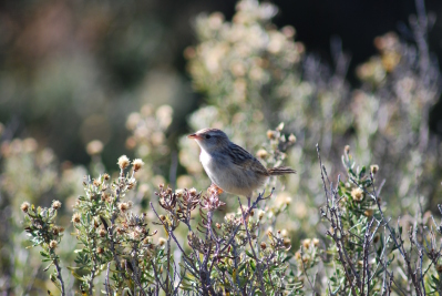 Fachine scrub, an important habitat for many of the smaller Falkland birds such as the Grass Wren