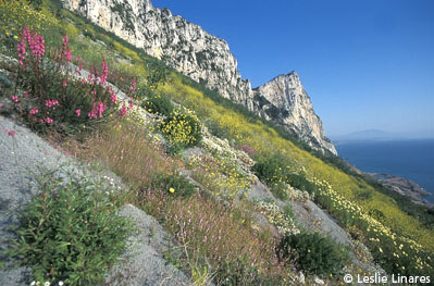 Typical Mediterranean vegetation, growing on the Rock of Gibraltar