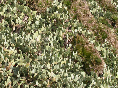 Invasive species Opuntia ficus-indica spreading rapidly in natural habitats of the native palm Chamaerops humilis