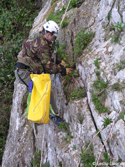 Silene tomentosa being reintroduced in the wild by a member of the Gibraltar Ornithological & Natural History Society