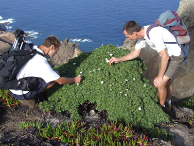 Conservationists assess the St. Helena endemic Scrubwood, Commidenrum rugosum