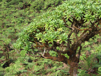 An emergent Black Cabbage tree, Melanodendron integrifolium, in the Peaks National Park