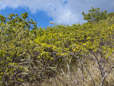 Cryptostegia madagascariensis, Purple allamanda, invading dry forest habitat