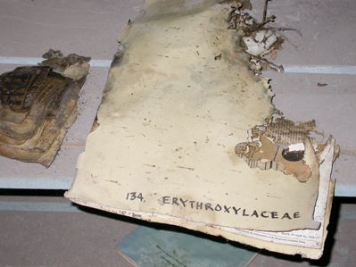Original R.A. Howard specimens destroyed by the hot ash