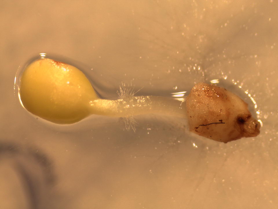 A close up image of the cotyledons and radicle emerging from a seed