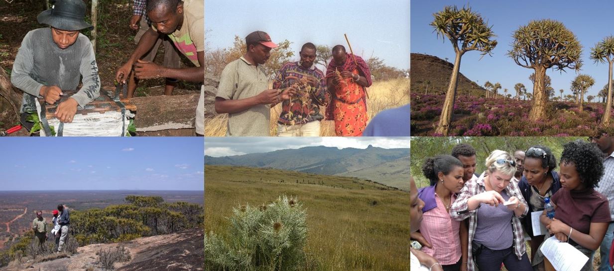 A compilation of photos showing different seed collecting activities across Africa