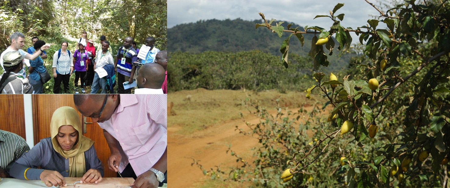A photo montage of seed collecting activities