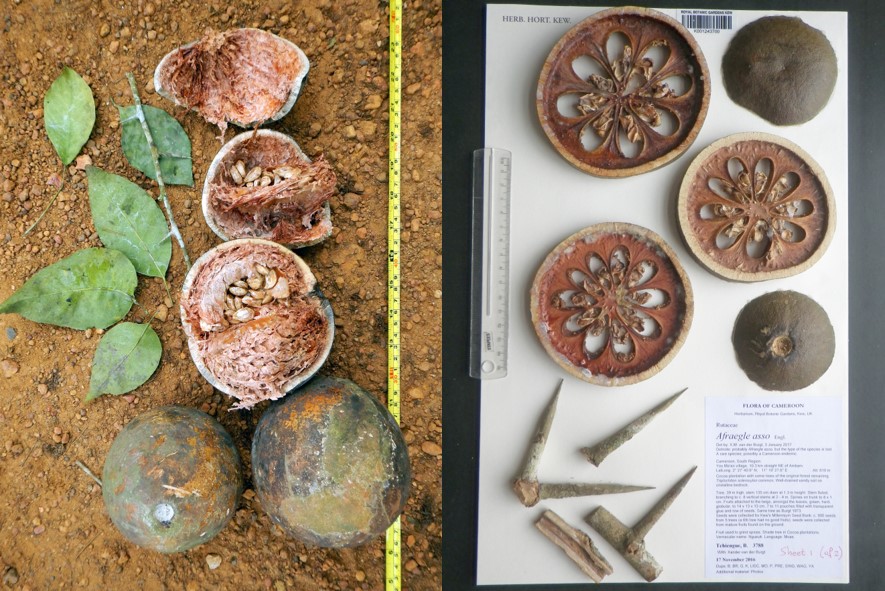 Whole and dissected fruits lying on the ground and a herbarium specimen sheet showing circular cross sections of a fruit of Afraegle asso