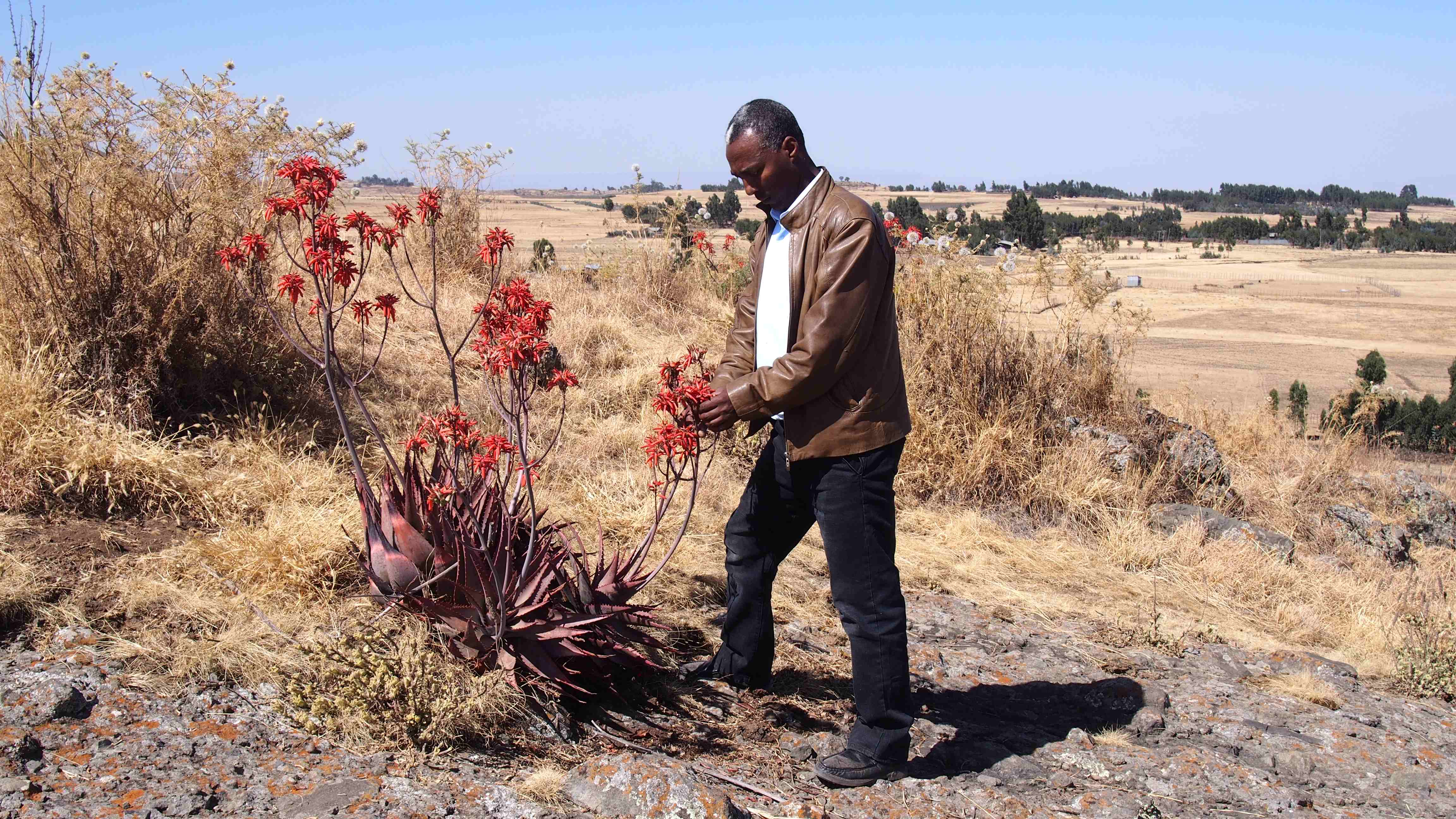 Dr Tamene Yohannes stood next to the flowering stalk of Aloe debrana