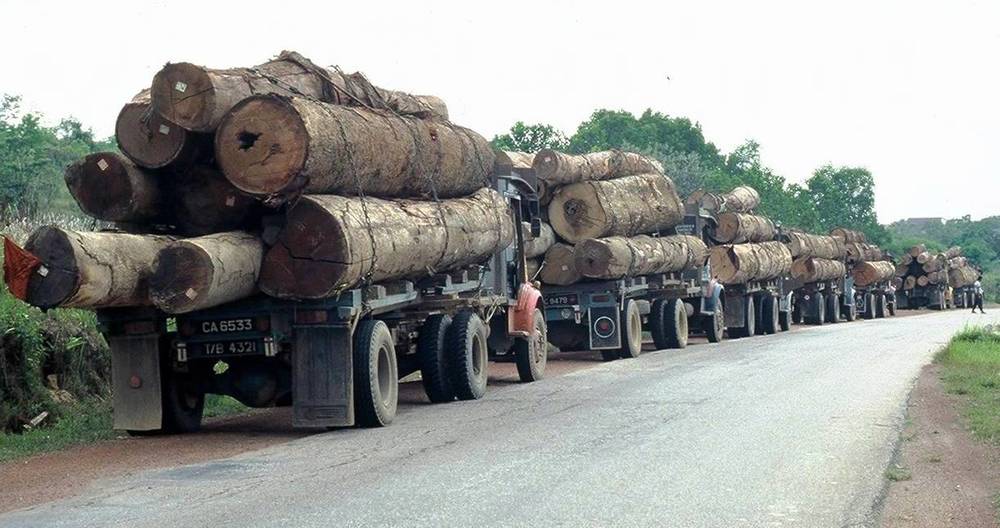 Six logging trucks lined up along a roadside
