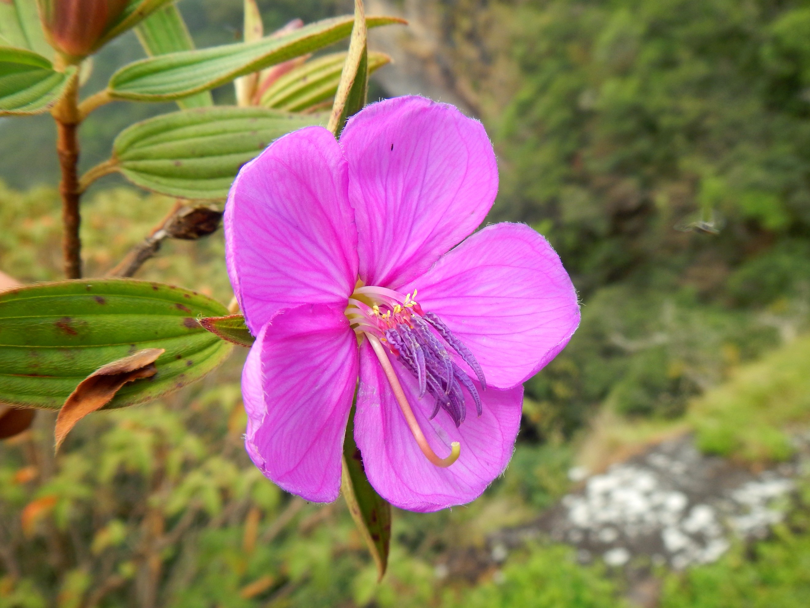 A pink flower of Cailliella praerupticola