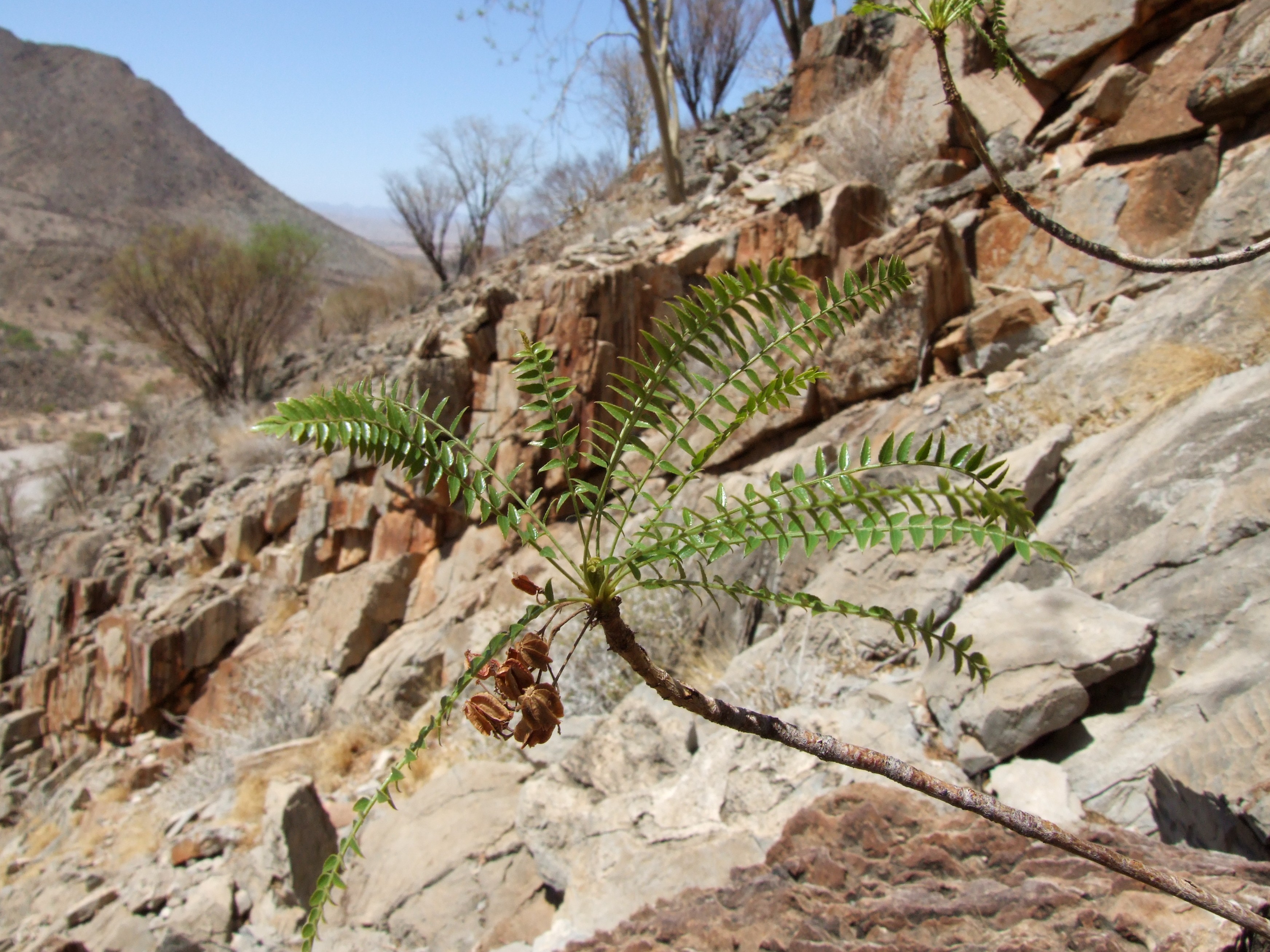 Kirkia dewinteri growing out of a rocky outcrop