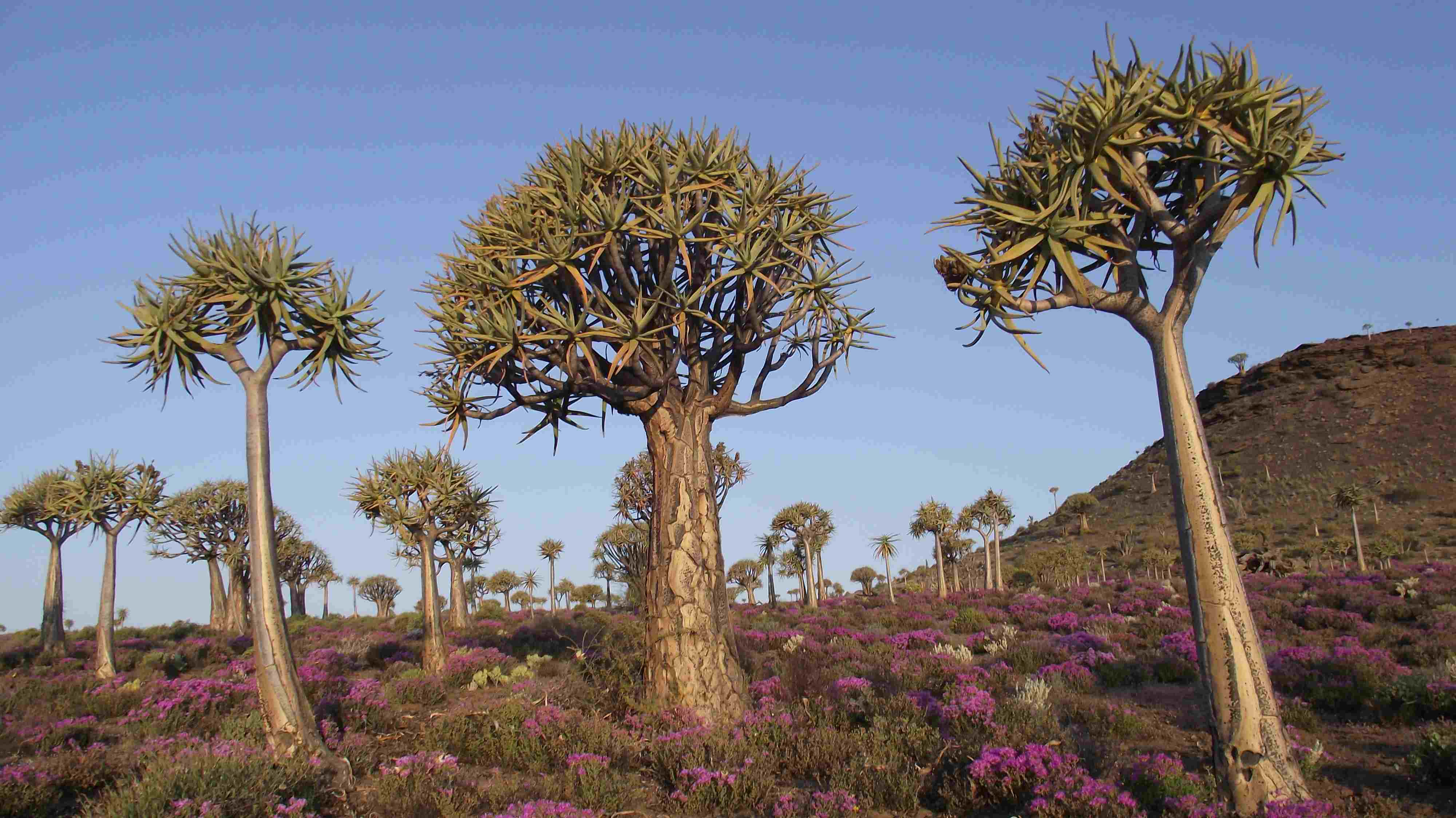 Quiver trees dotted across a slope surrounded by a ground flora of pink flowers