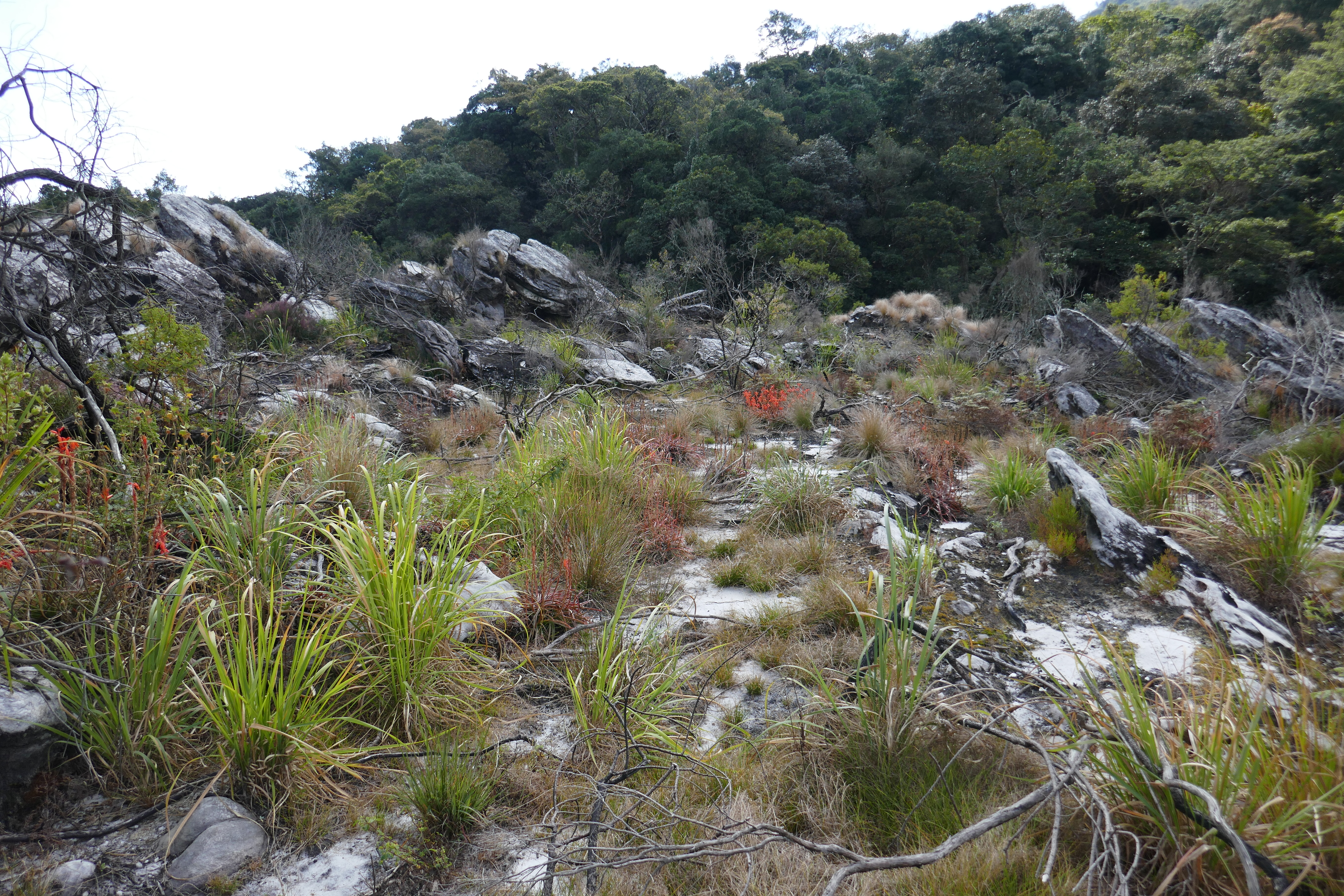 A rocky outcrop covered with many different plant species