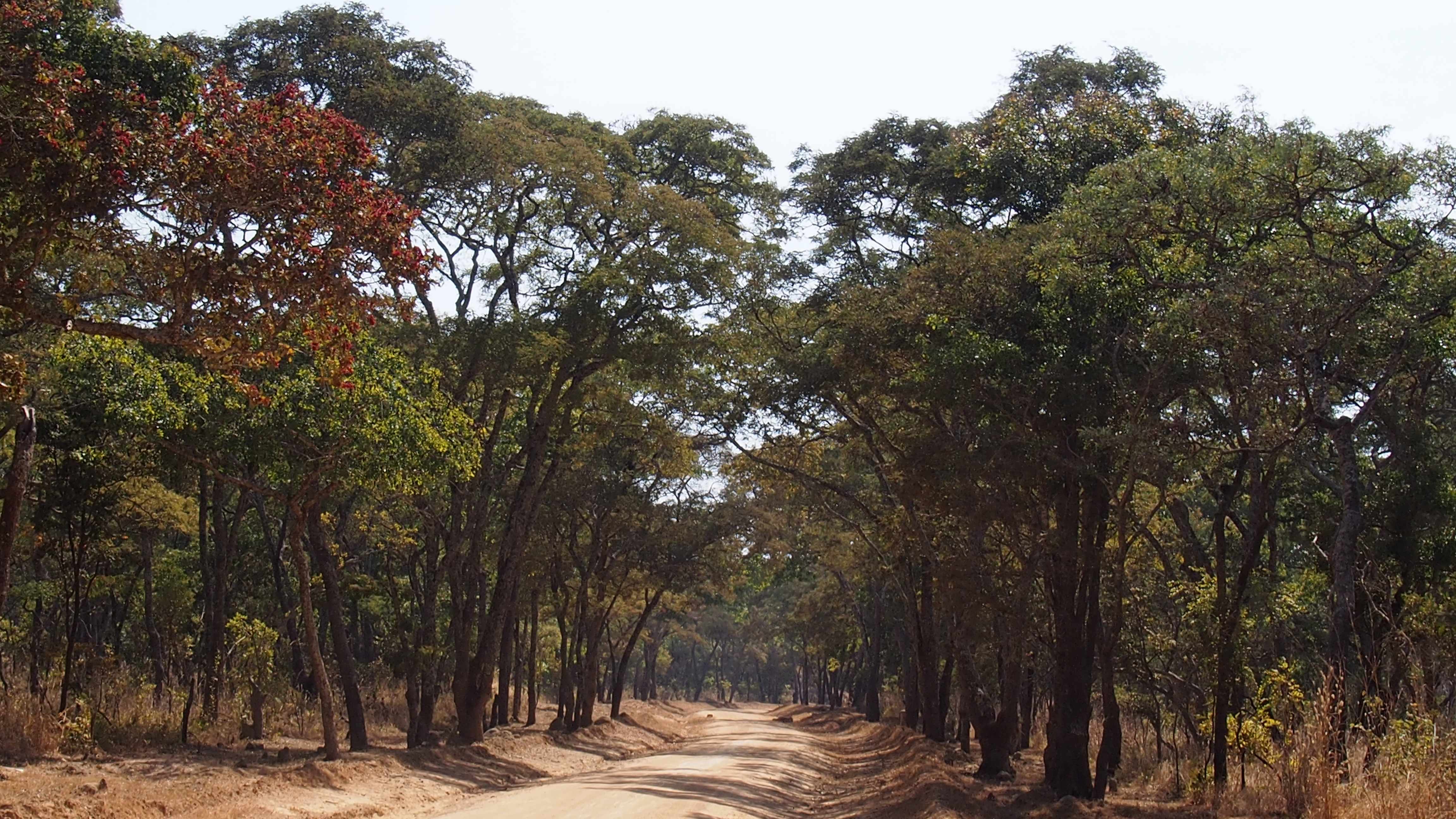 A road with Miombo woodland either side