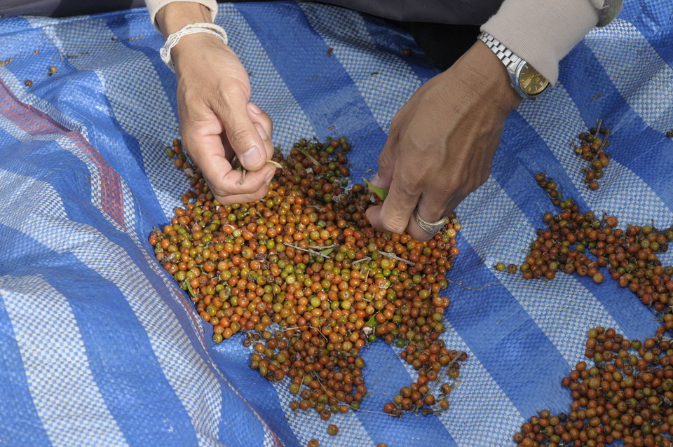 A striped tarpaulin with several piles of orange seeds on being sorted by hand