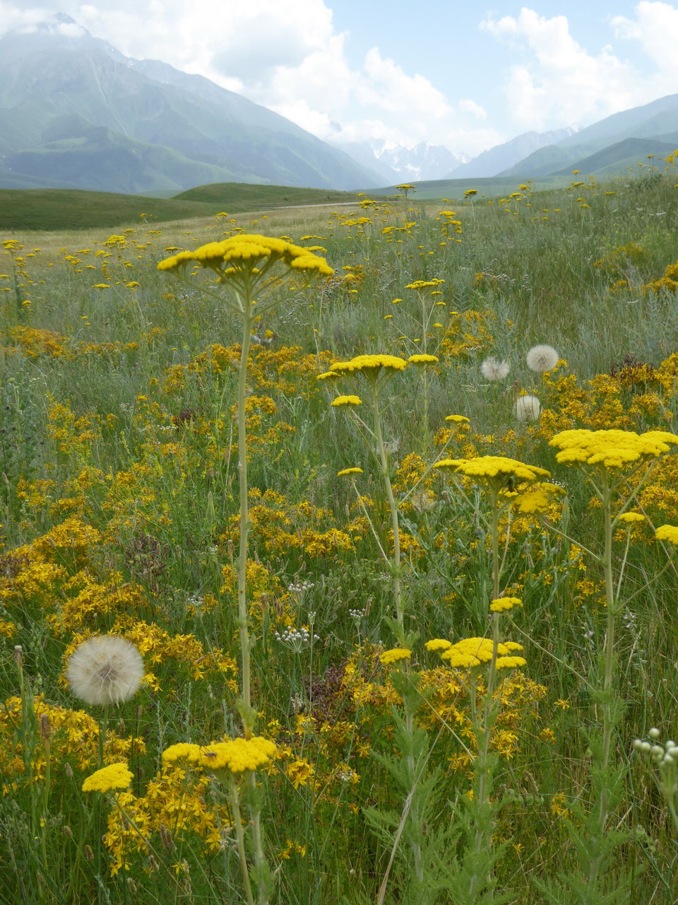 A meadow of different yellow flowers with mountains in the background