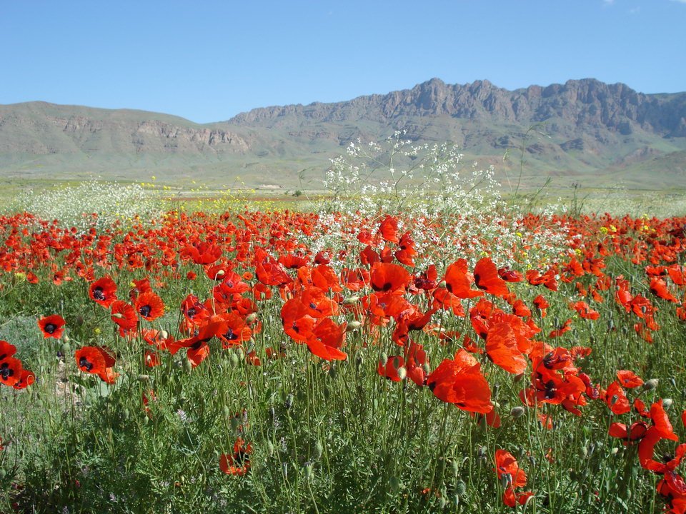 A field of red poppies in flower