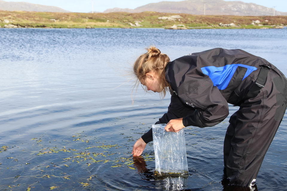 A seed collector wearing personal protective equipment standing in a tarn holding a plastic bag looking at the water