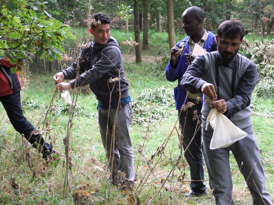 Three field course participants each with a cloth collecting bag collecting seeds