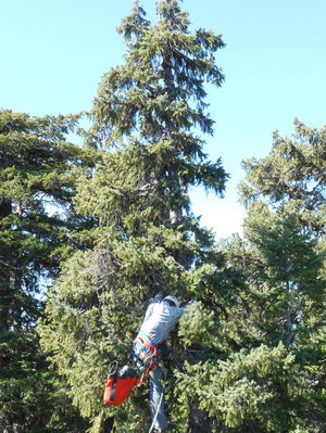 A tree climber near the top of a spruce tree