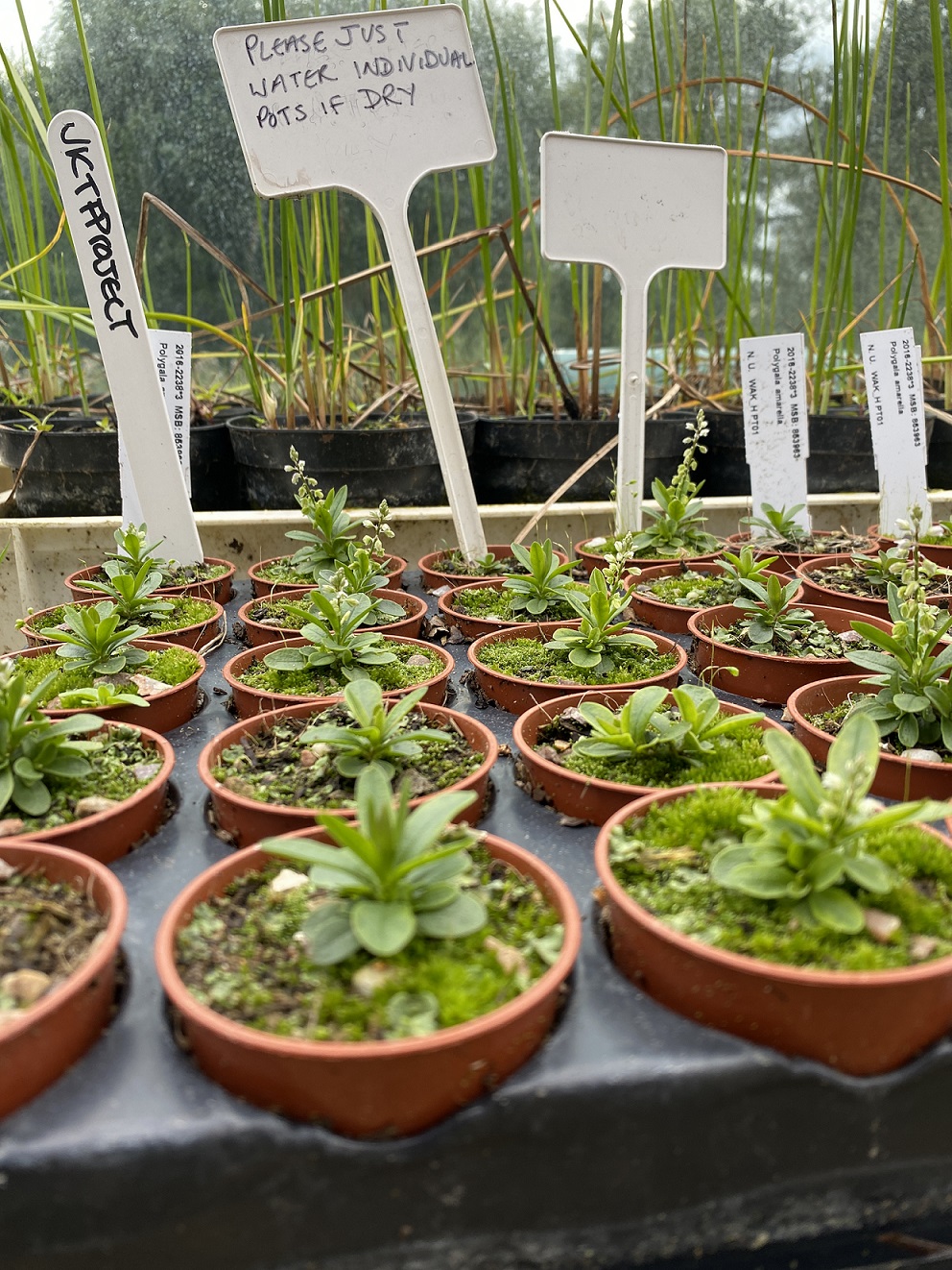 A tray of plant pots each containing a small tufty plant. Some individuals are sending up small flowering spikes with whorls of small white flowers. 