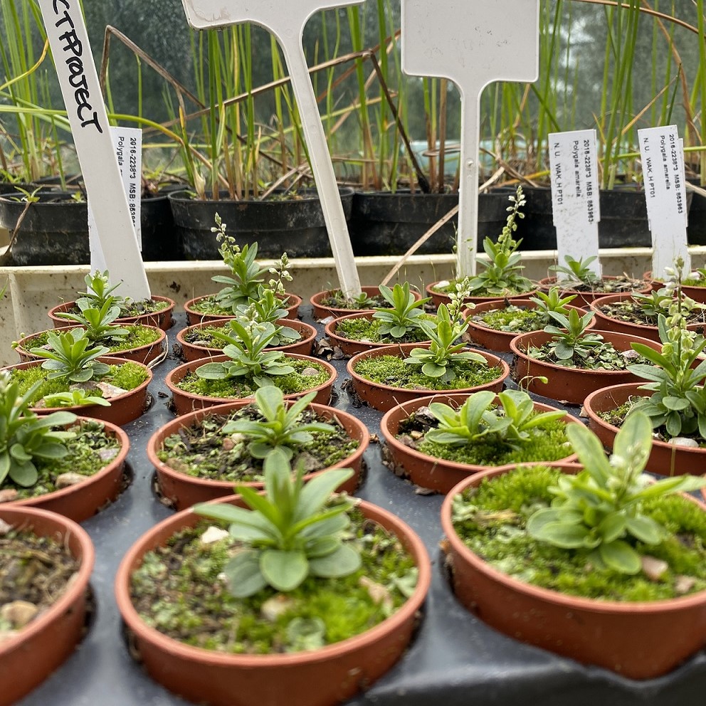 A tray of plant pots each containing a small tufty plant. Some individuals are sending up small flowering spikes with whorls of small white flowers.