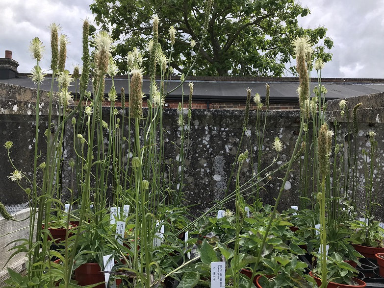 A range of plant pots containing many plants with basal leaf rosettes with tall inflorescence spikes growing. The inflorescence spikes are cream in colour.