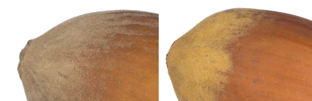 A close up of the seed coats of two hazel seeds. The seed coat of the control seed is sandy coloured at the tip before merging to the usual brown seed coat. In contrast for the plasma treated air exposed seed the tip appears yellow in colour merging to light brown