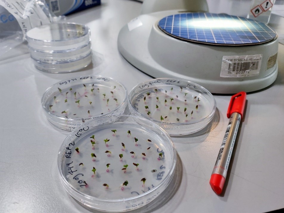 Three petri dishes containing germinated seeds are placed on a workbench. Each dish has writing on the lid and a marker pen lays next to the petri dishes.