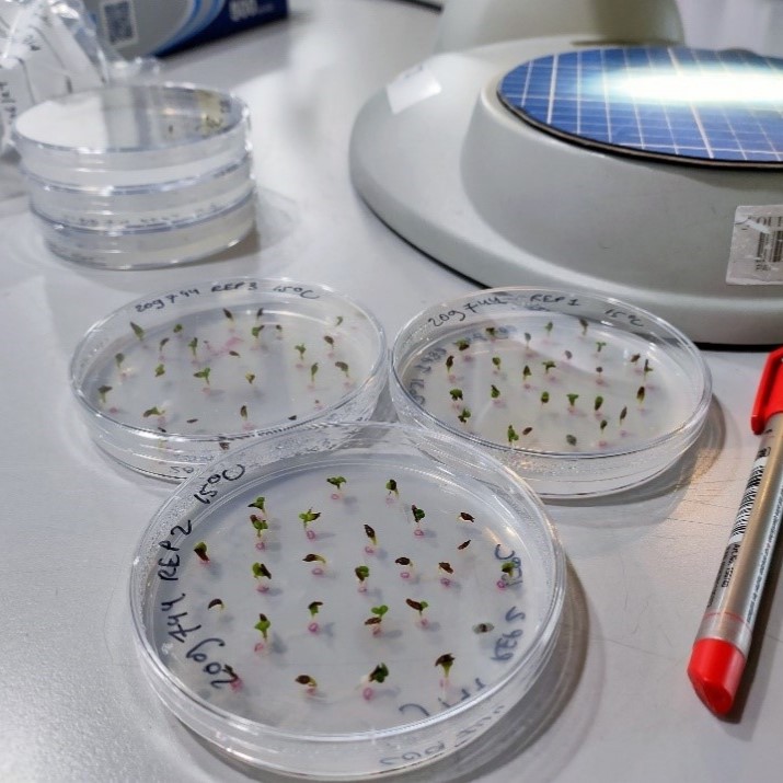 Three petri dishes containing germinated seeds are placed on a workbench. Each dish has writing on the lid and a marker pen lays next to the petri dishes