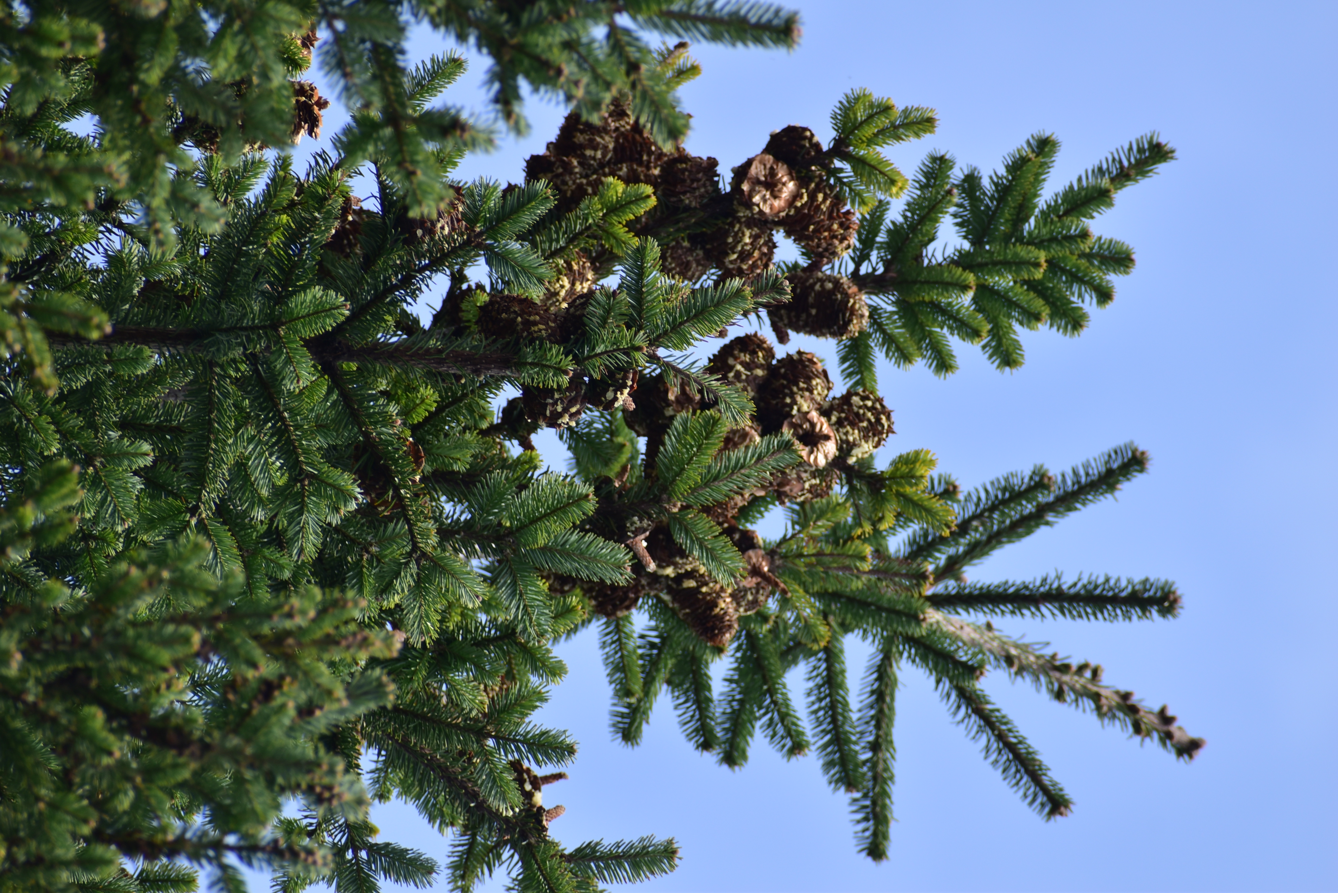 Whorls of elongated pine cones emerging from pine branches. The cones are covered in lichen and are at different stages of seed dispersal, with some cones having lost the top most scales revealing the top of the central cone stem. Whilst other cones have all their scales intact