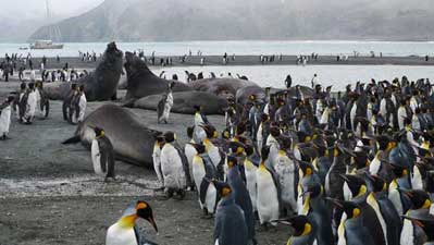 King penguins and elephant seals