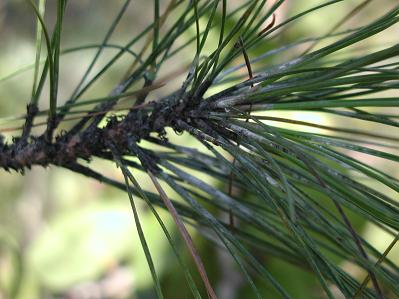 Pinus caribaea var. bahamensis infested with the introduced Pine Tortoise Scale