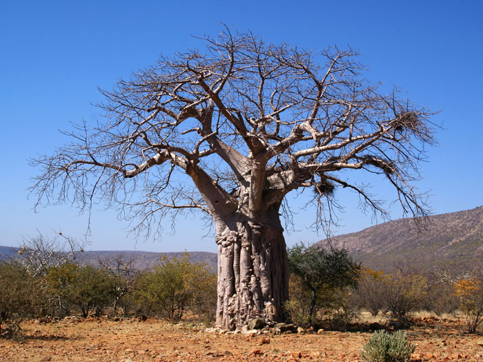 A mature Baobab tree (Adansonia digitata)