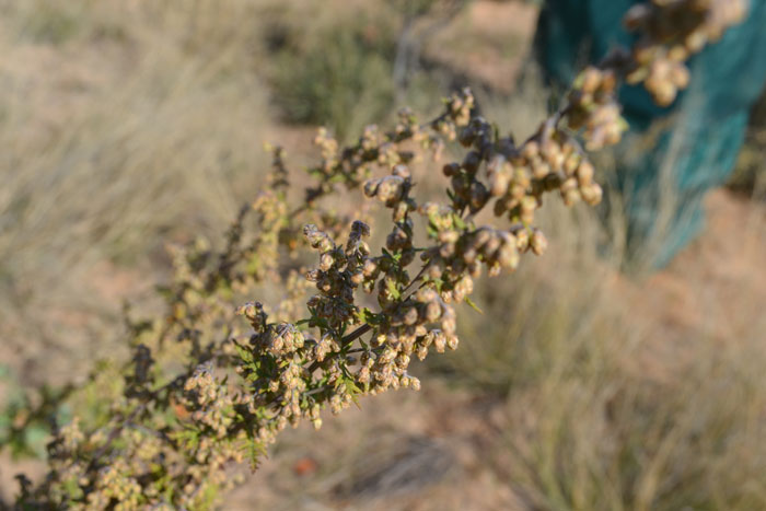 Artemisia afra plant ready for harvesting