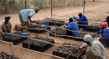 Community members receiving training in propagation and nursery management in a community nursery in Mali