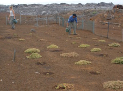 Euphorbia oraginoides in cultivation