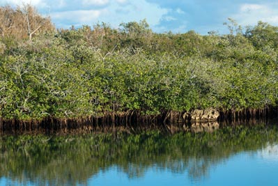 Red mangroves growing in a protected area