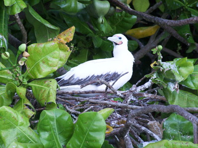 Bird nesting