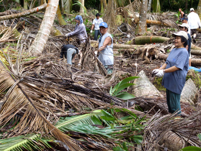 Restoration work on Barton Point; coconut removal