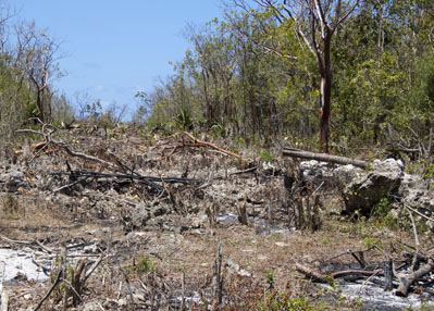 Loss of dry forest habitat, Cayman Brac
