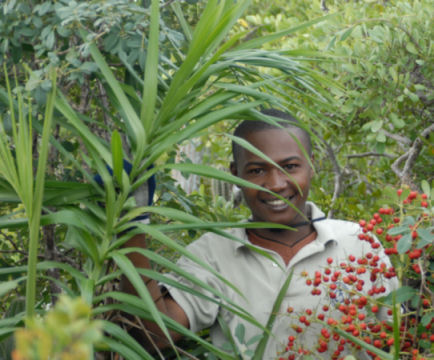 A member staff from TCI National Trust standing next to the threatened palm, Pseudophoenix sargentii