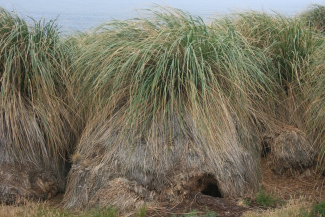 Tussock Grass, an important habitat for burrowing Magellanic Penguin