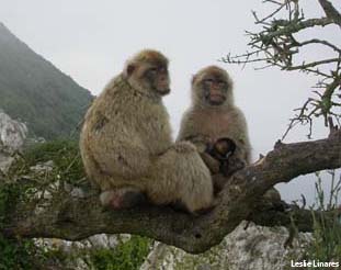 Barbary Macaques, Gibraltar is the only place in Europe where wild primates live